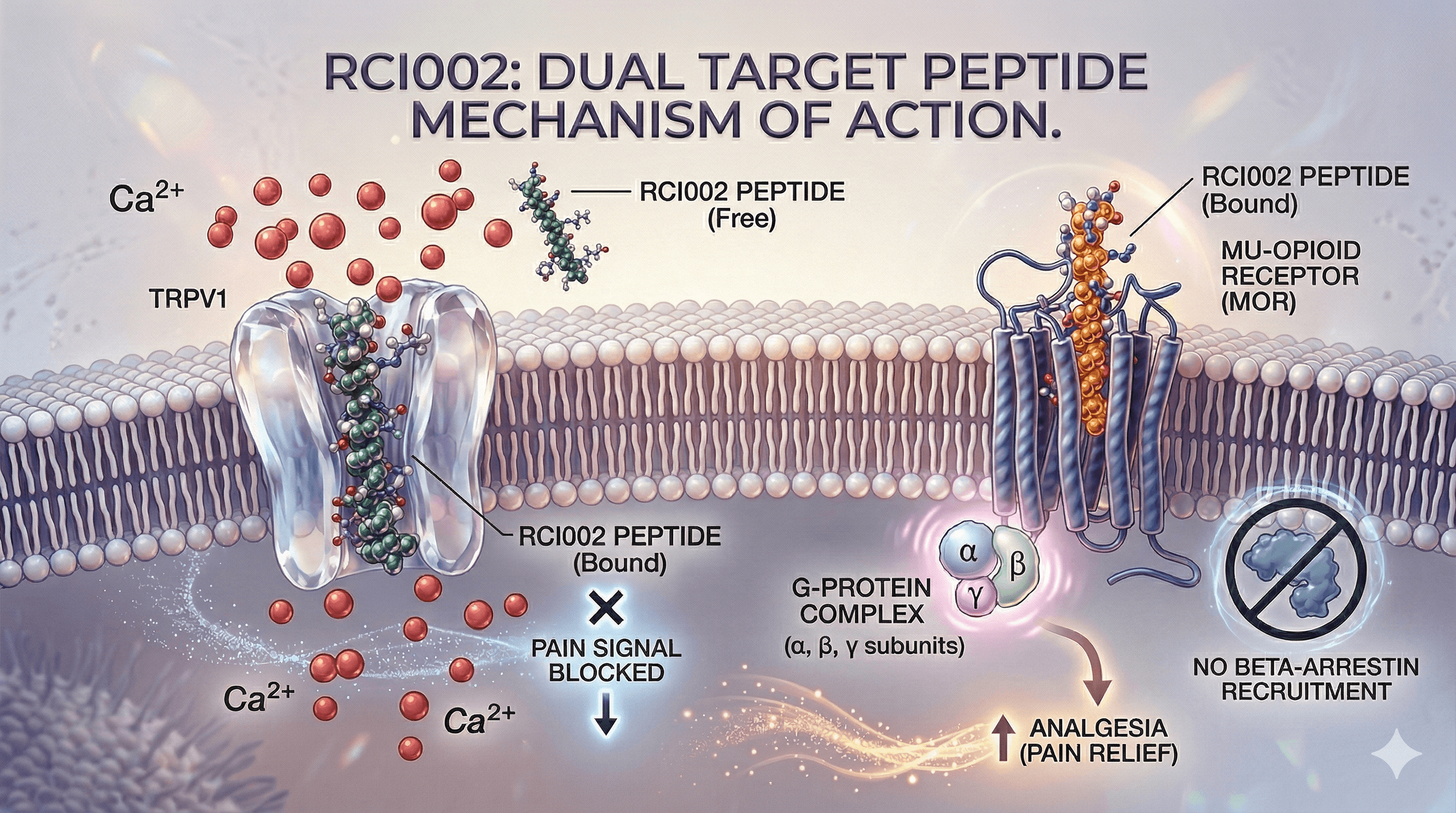 Ion Channel Research